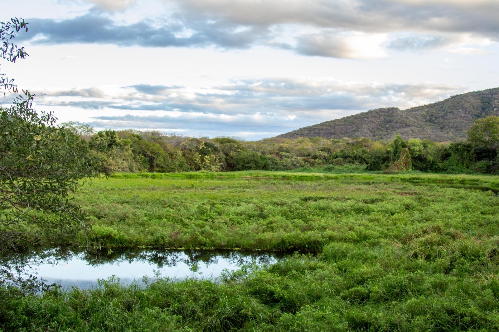 Dia Internacional das Florestas e Dia Mundial da Água reforçam a urgência de proteger a Caatinga