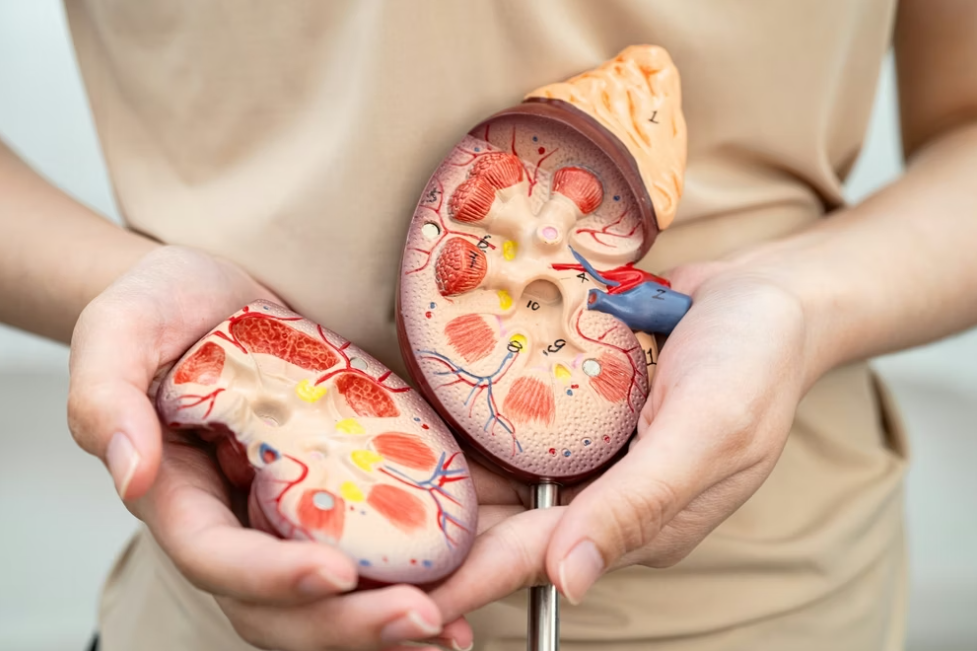 Apenas 10% dos brasileiros sabem que o diabetes afeta a saúde dos rins, segundo pesquisa