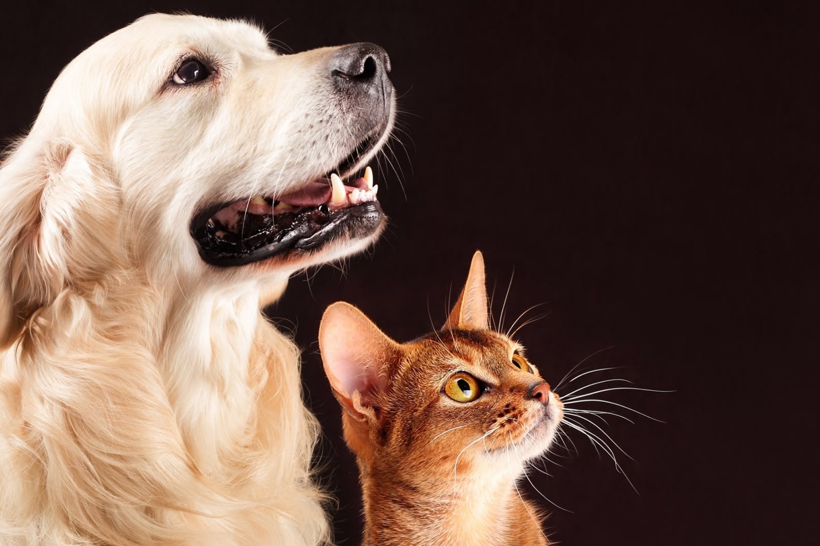 Férias escolares exigem atenção redobrada: saiba como proteger a saúde e o bem-estar dos pets